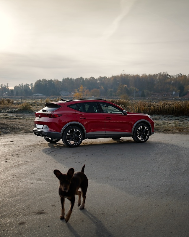 Cupra formentor idelna dla zwierząt